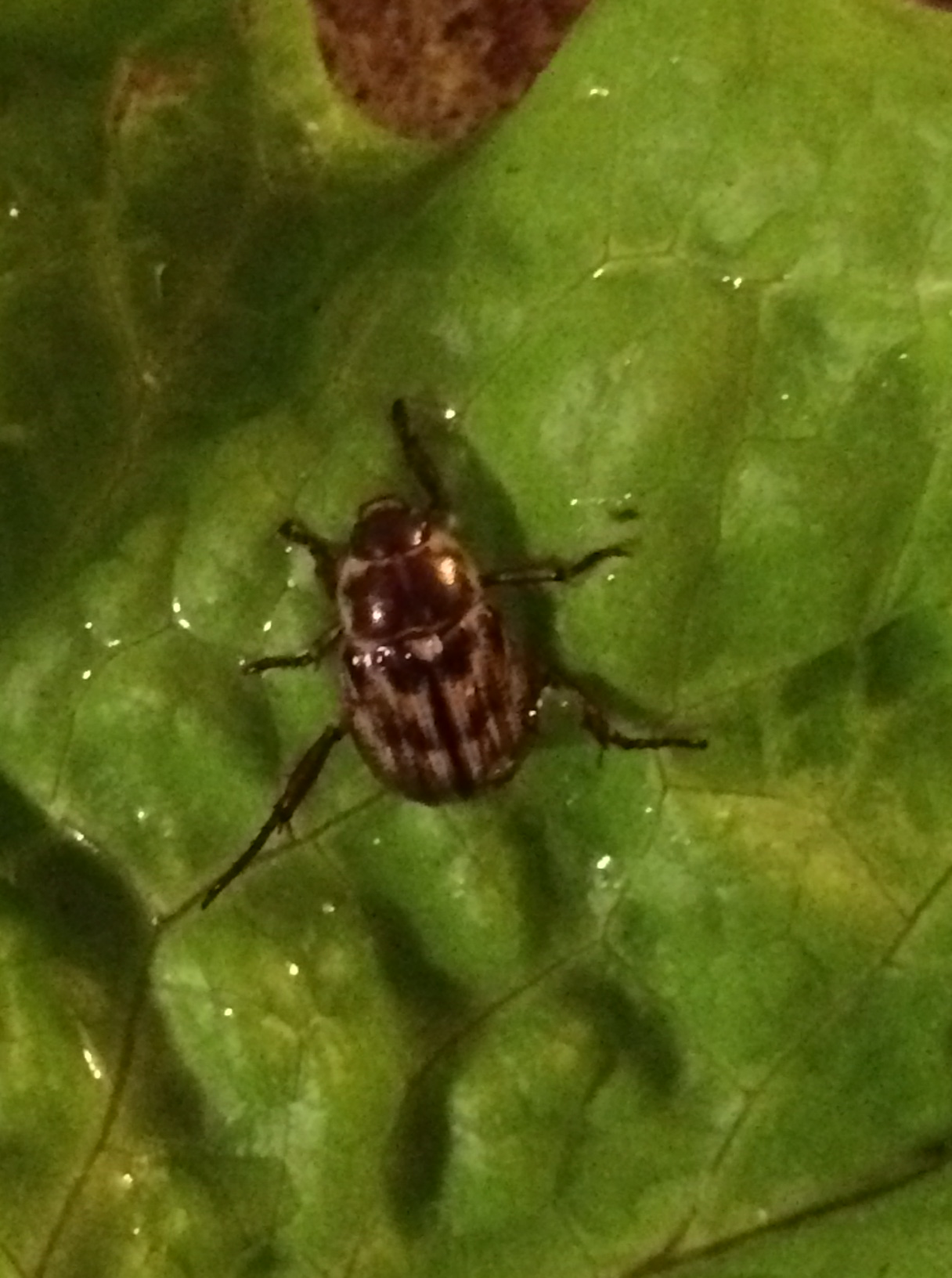 One of Ohio's Most Beautiful Beetles: Dogbane Beetle