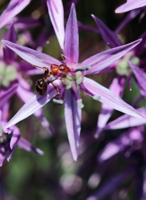 Ant at the Allium