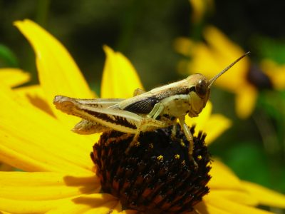 Young Grasshopper
