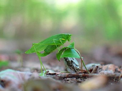 forest encounter