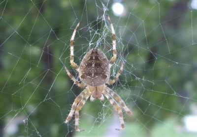 summer visitor