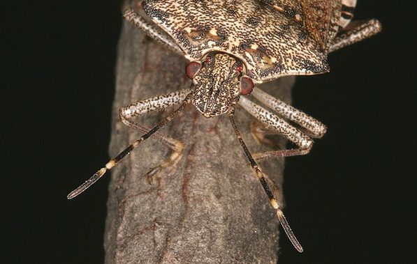Brown Marmorated Stink Bug - Penn State Extension