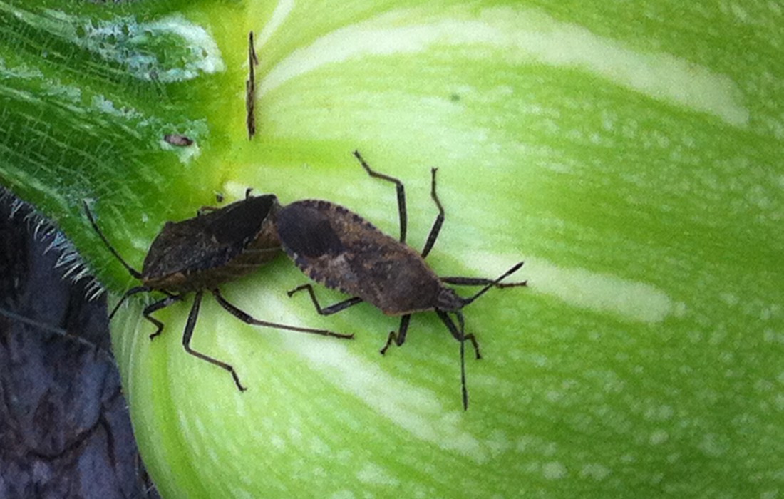 bugs on tomato