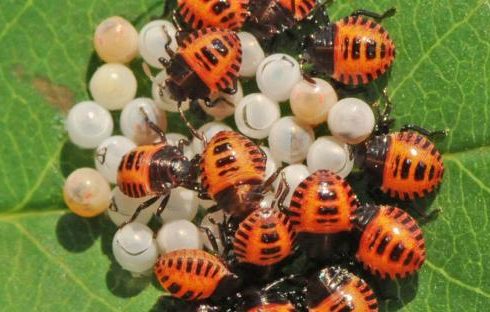 Maryland Extension stinkbugs