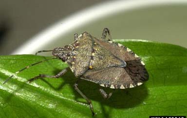 Brown Marmorated Stink Bug - UNH Extension