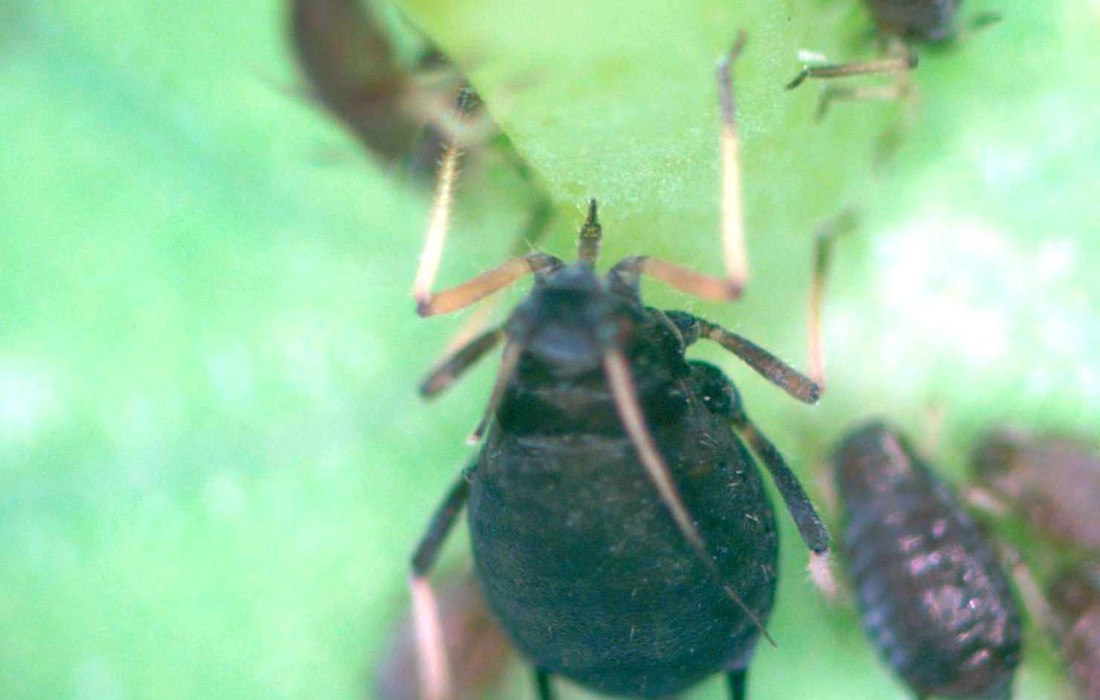 aphid feeding
