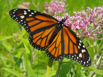 monarch-on-joe-pye-weed