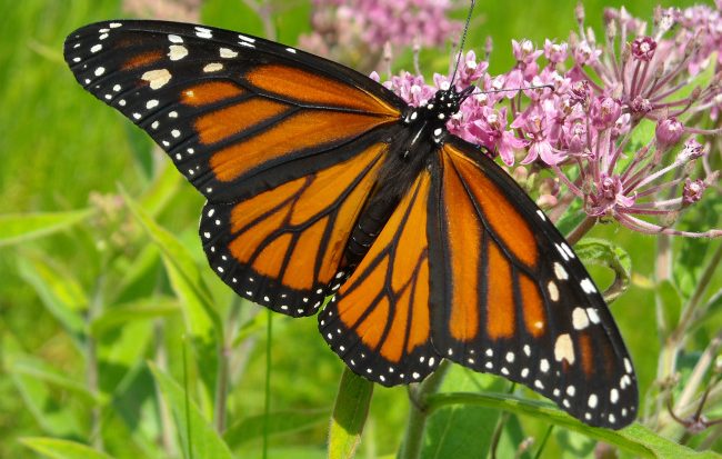 Monarch butterfly on weed