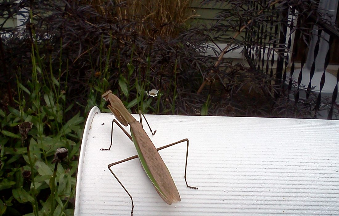 praying mantis