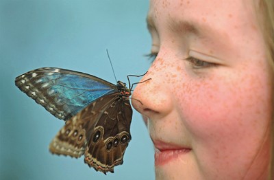 butterfly on girls nose