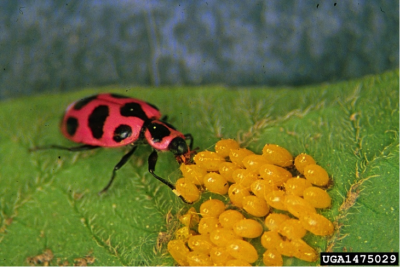 Spotted lady beetle-Whitney Crapshaw