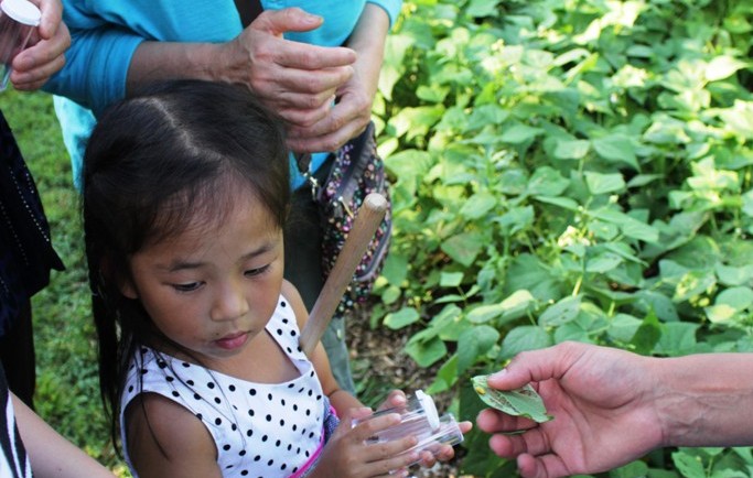 collecting bugs