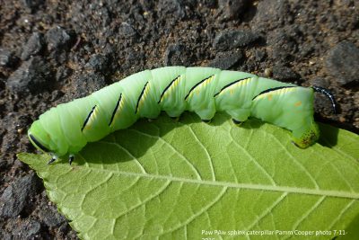 Paw Paw Sphinx Caterpillar