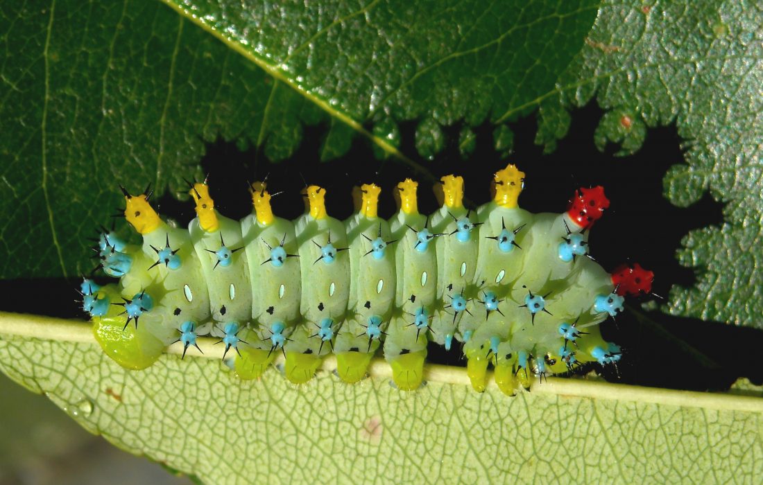 Cecropia moth caterpillar