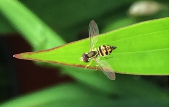 syrphid fly adult