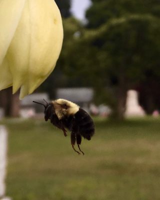 bee