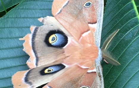 winged blue eyes