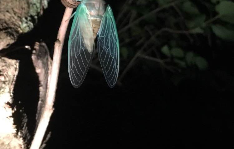 moth