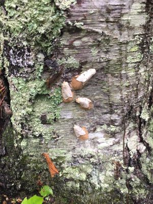 gypsy moth caterpillar, gypsy moth, UConn Extension