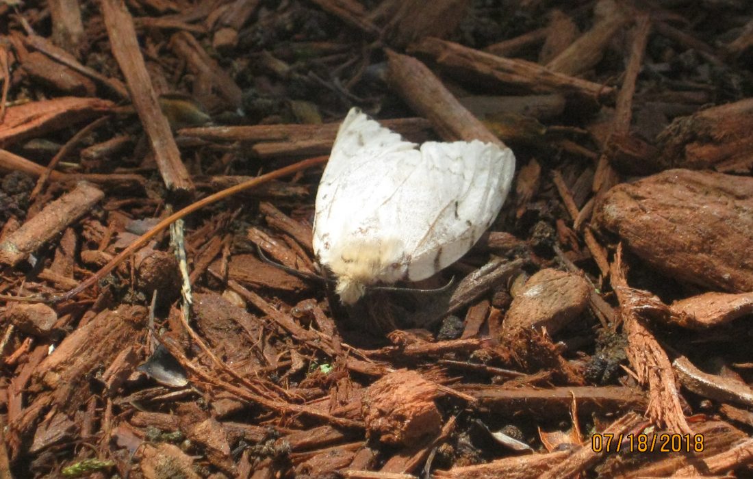 moth front view