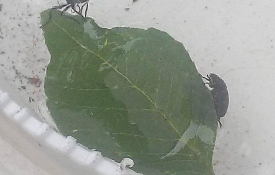 bugs on leaf