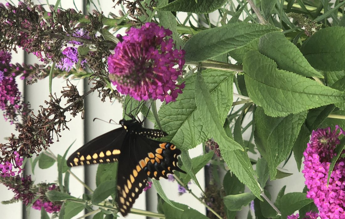 butterfly nectar