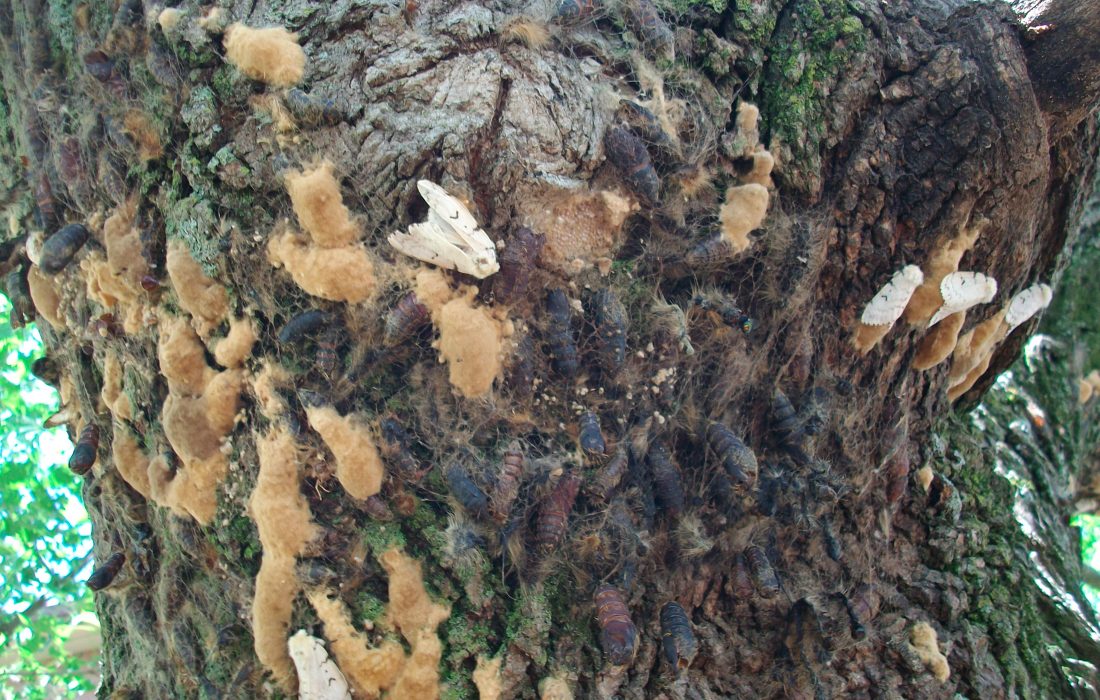 tree with gypsy moths