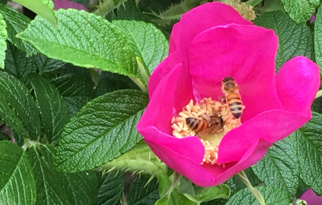 bees in flower