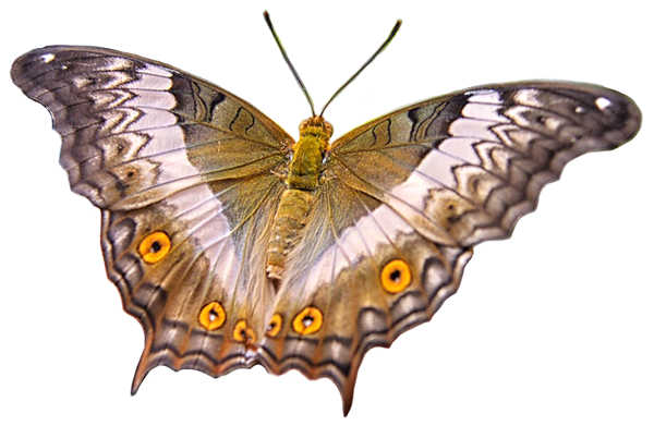 insect