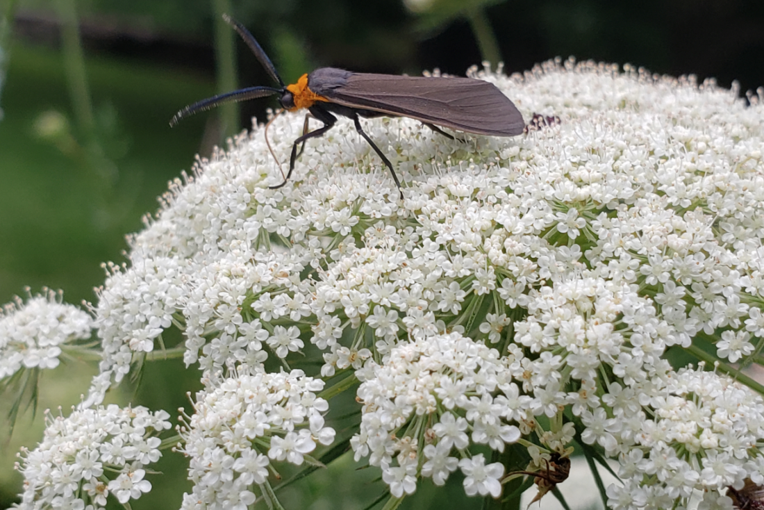 bug on white flowers