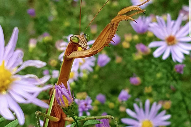 praying mantis on purple asters