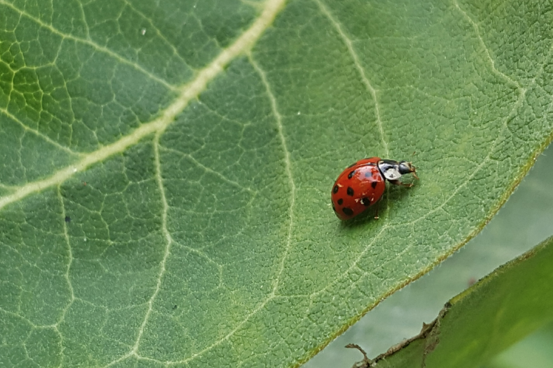 ladybug crawling on green leaf
