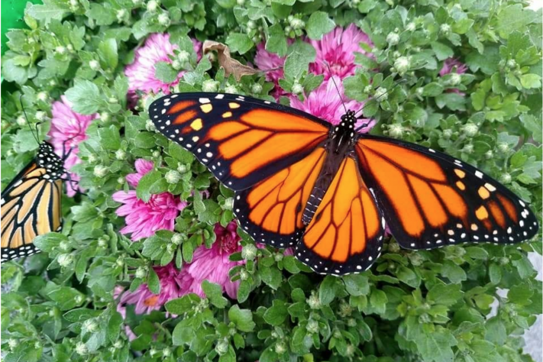 monarch butterfly on flowers