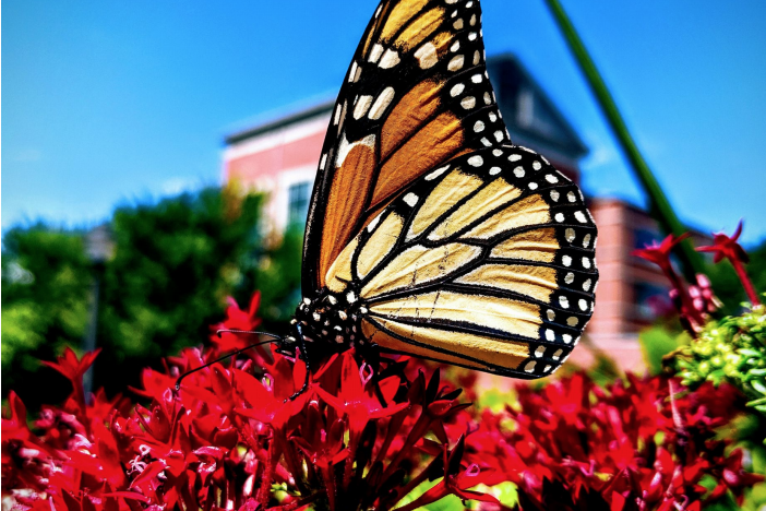 monarch butterfly on red flowers