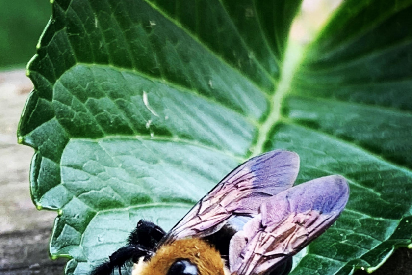bumble bee