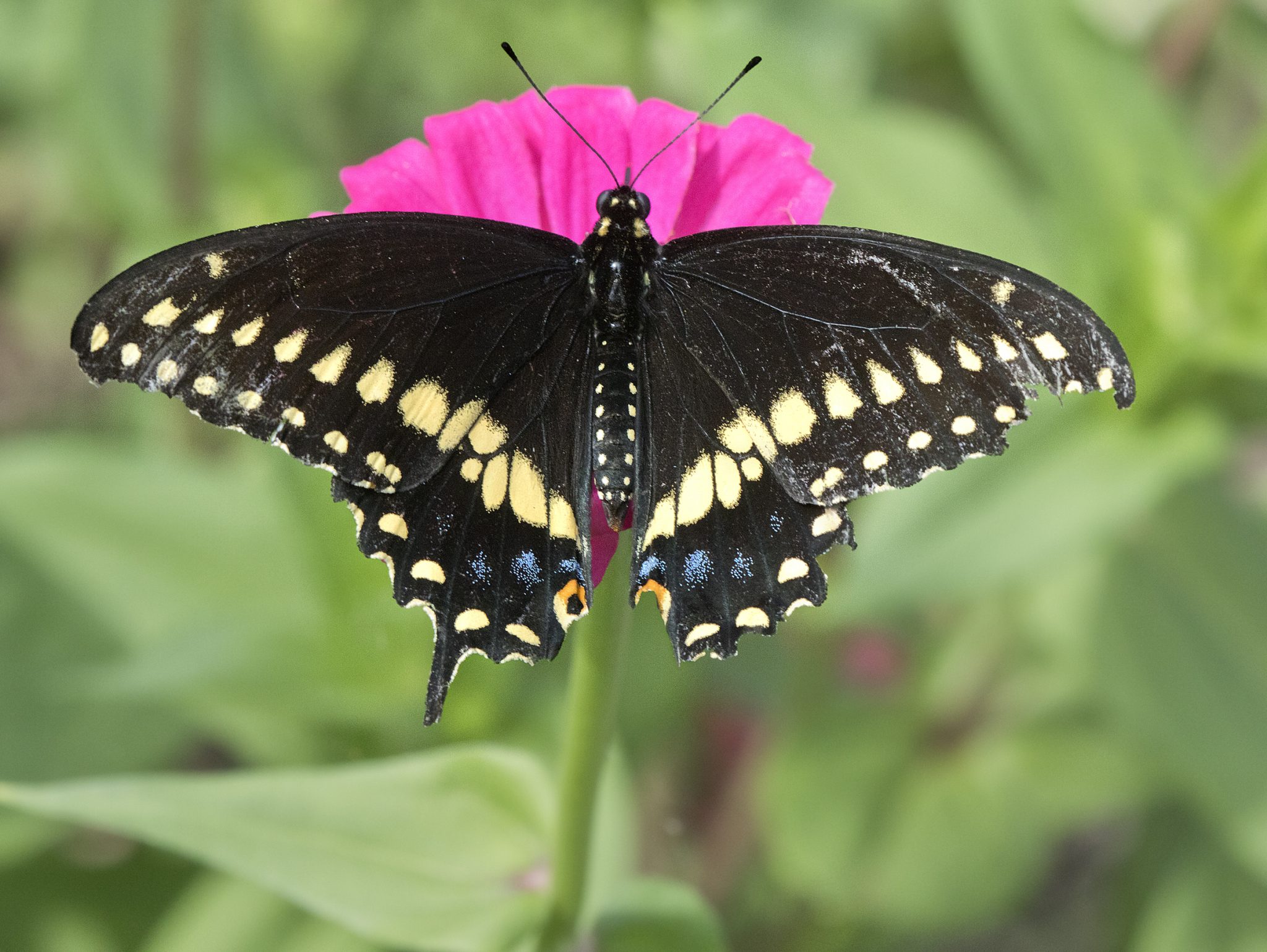 vlinder-van-de-week-oostelijke-zwarte-zwaluwstaart-bug-month-2021