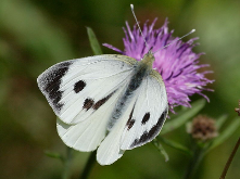 Cabbage White Butterfly resting on flower