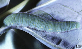 Cabbage White Caterpillar on leaf