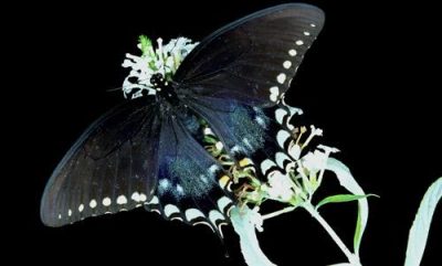 spicebush swallowtail butterfly