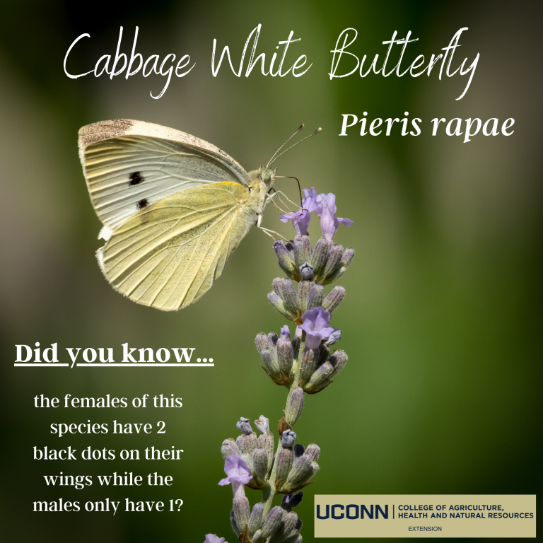 Cabbage White Butterfly Bug Week 2023 cabbage-white-butterfly-bug-week-2023