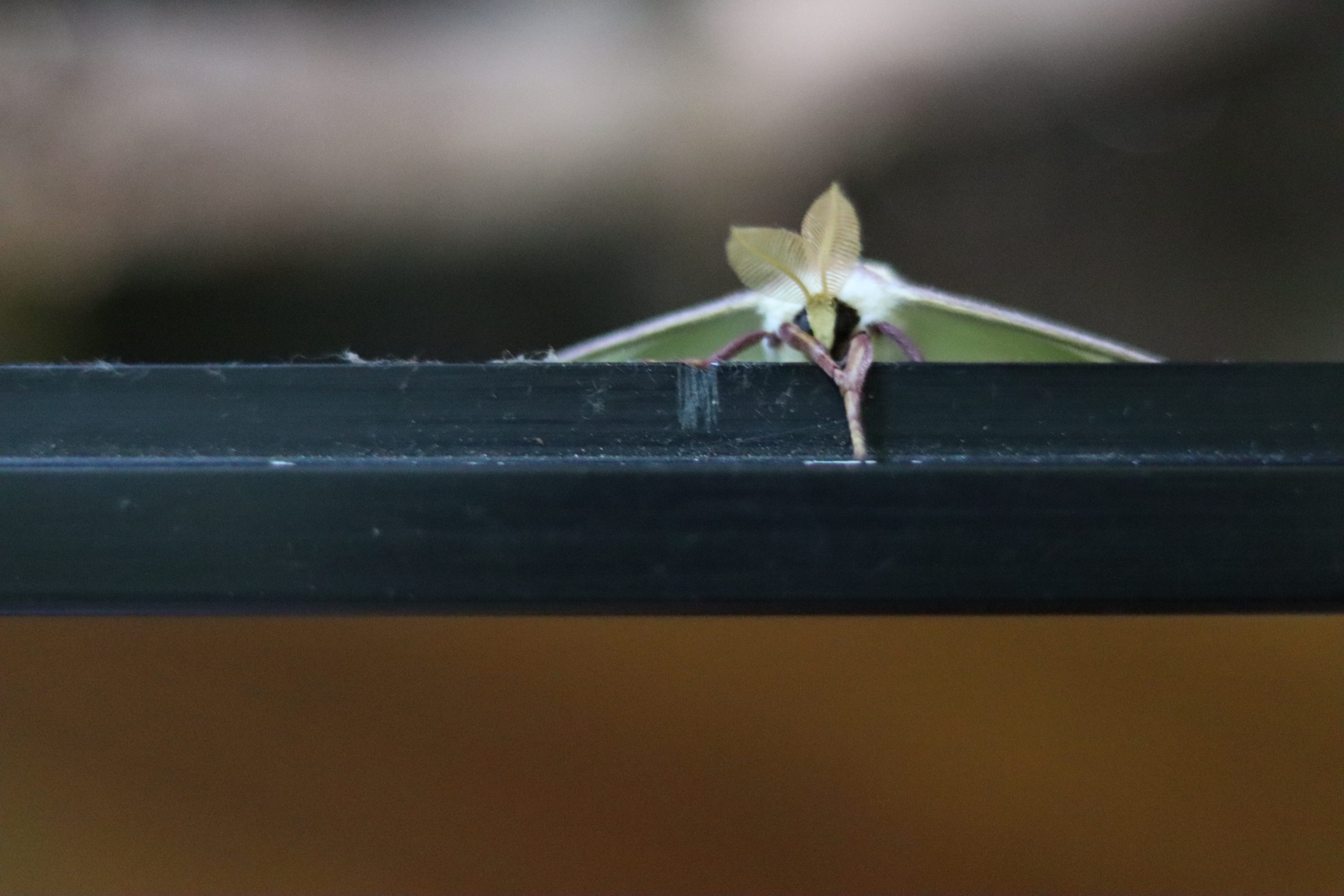 https://bugs.uconn.edu/wp-content/uploads/sites/1135/2020/07/Luna-Moth-Image-scaled.jpg