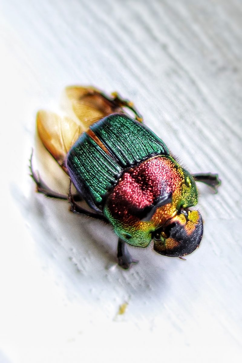 colorful horned beetle