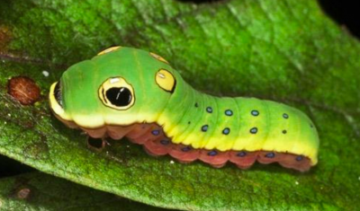 Fifth instar larva of the spicebush swallowtail