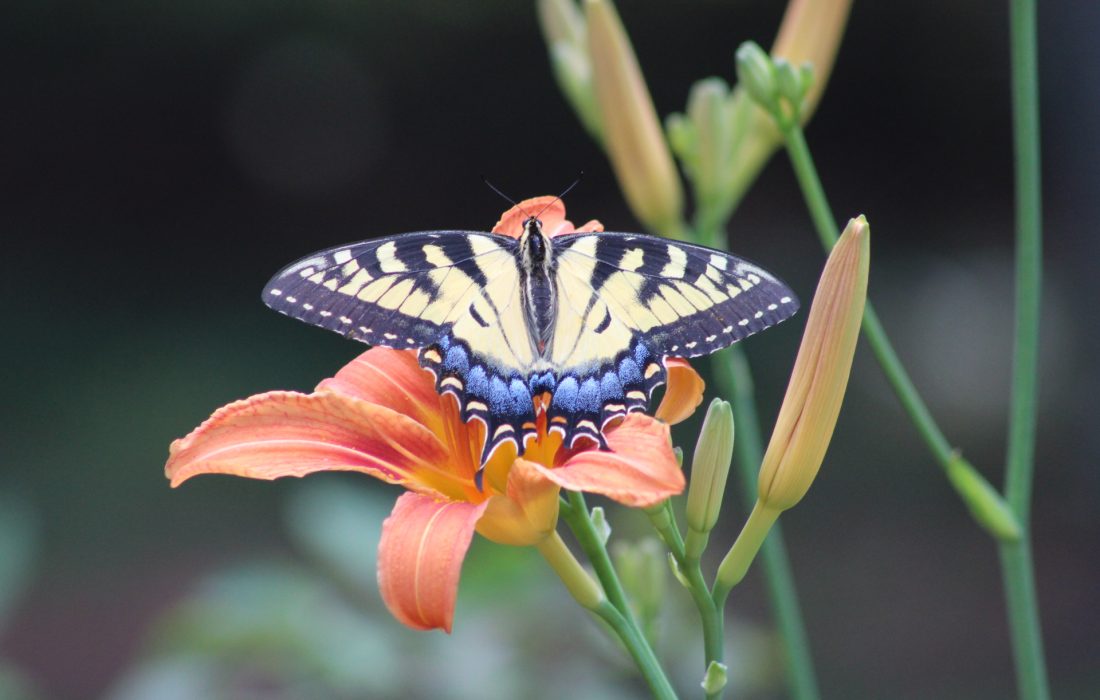 Tiger butterfly on Tiger Lily