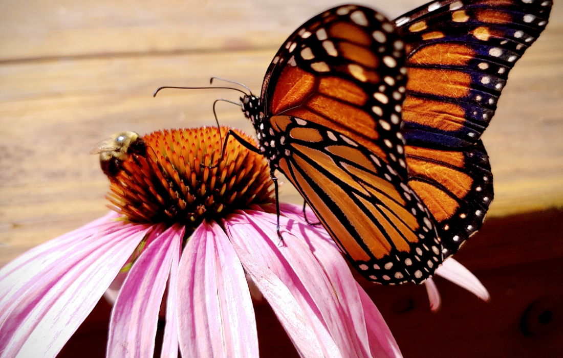 monarch butterfly resting on a pink flower