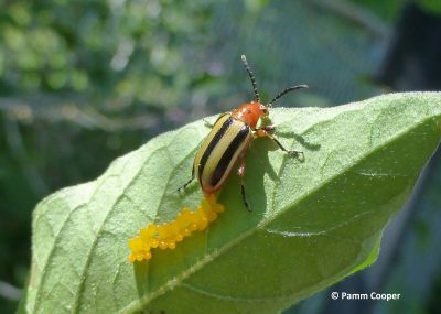 3-lined potato beetle laying eggs