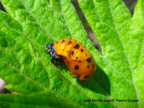 lady beetle pupa