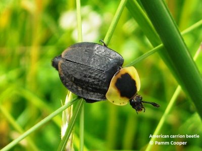 American Carrion Beetle