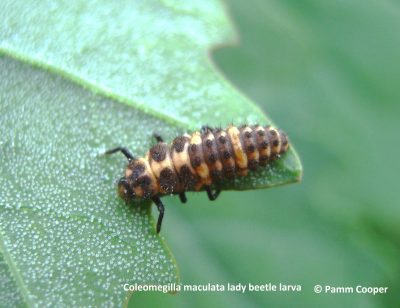 Lady beetle Larva