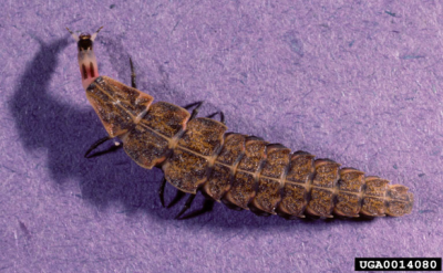 firefly larva